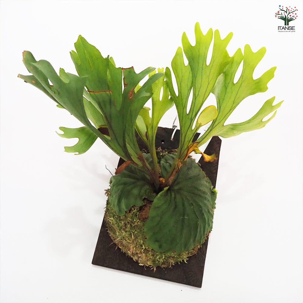 楽天市場】【送料無料】コウモリラン リドレイ ワイルド板付き 【 観葉