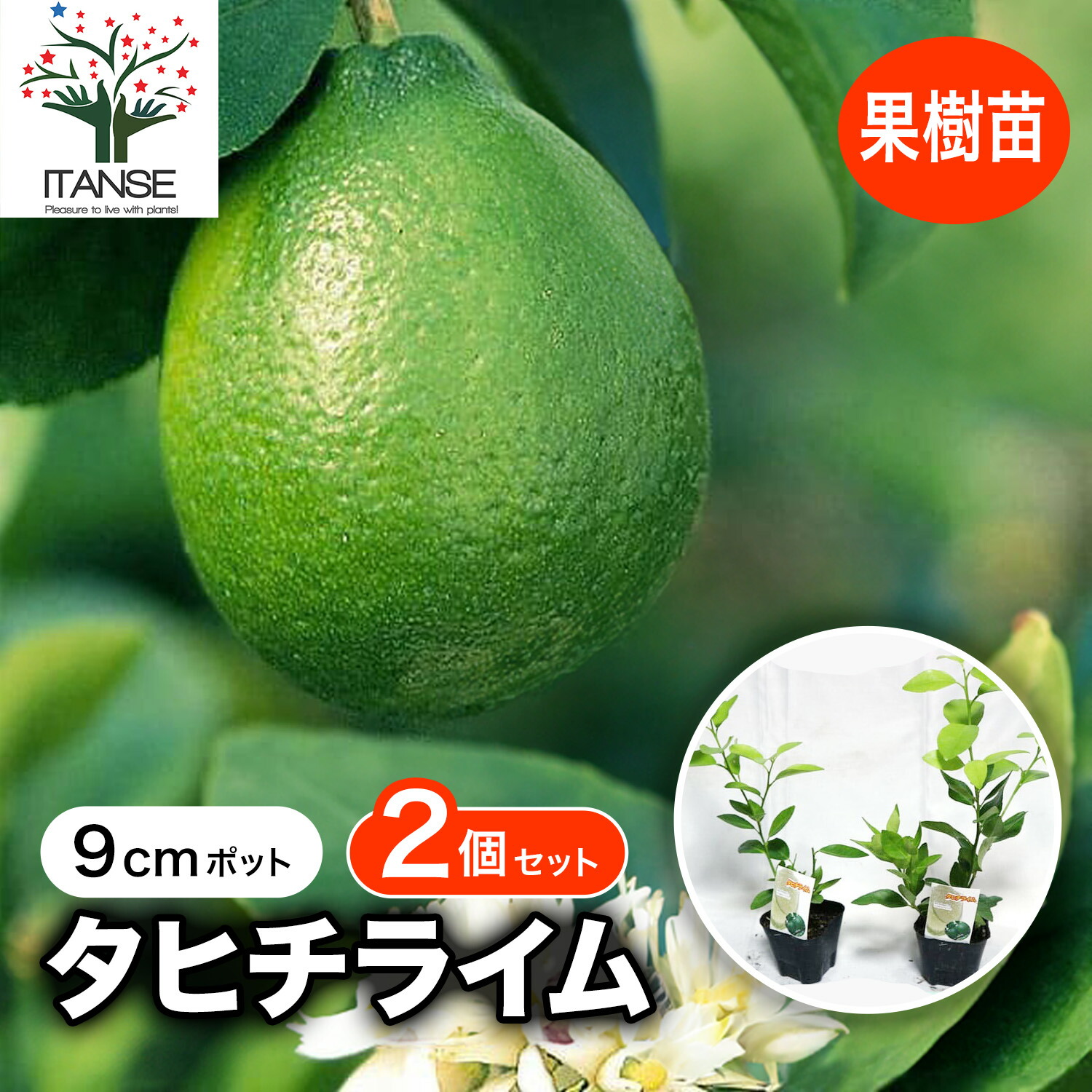 楽天市場】【送料無料】大実タヒチライム 果樹苗 9cmポット挿し木苗 2