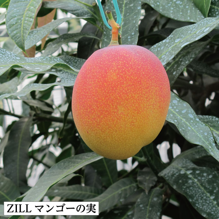 楽天市場】【ZILLマンゴー苗木1本 3〜4年生 6号ポット苗】鹿児島県