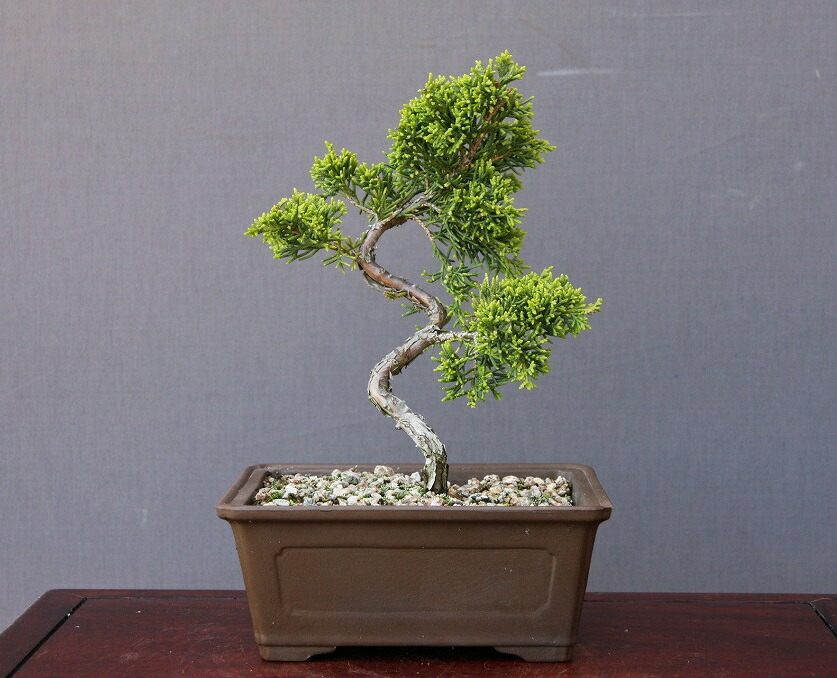 c*m様 [サービスオークション盆栽]真柏 マ*郎様 [厳選❗️サービス