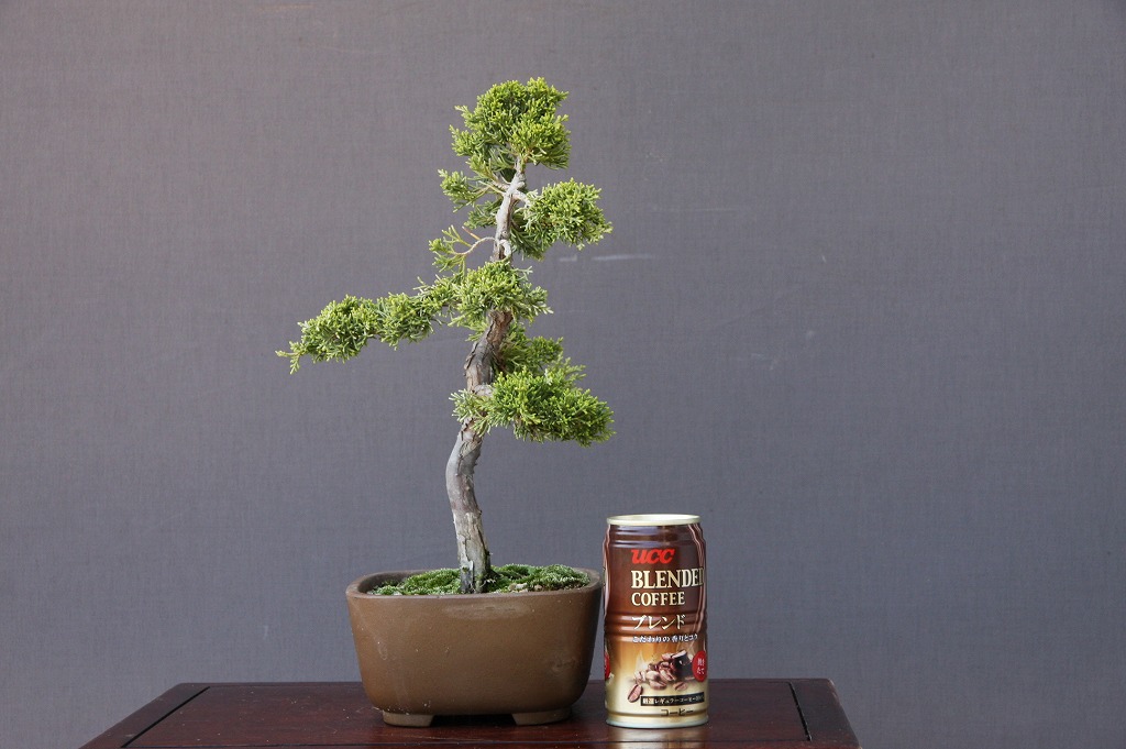 糸魚川真柏 逸品 捻転 シャリ芸 真柏 盆栽 貴風