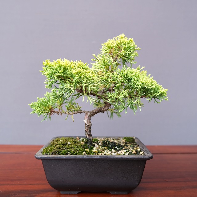 楽天市場】（株）一樹園 黄金真柏 小品盆栽／樹齢6年 : 一樹園