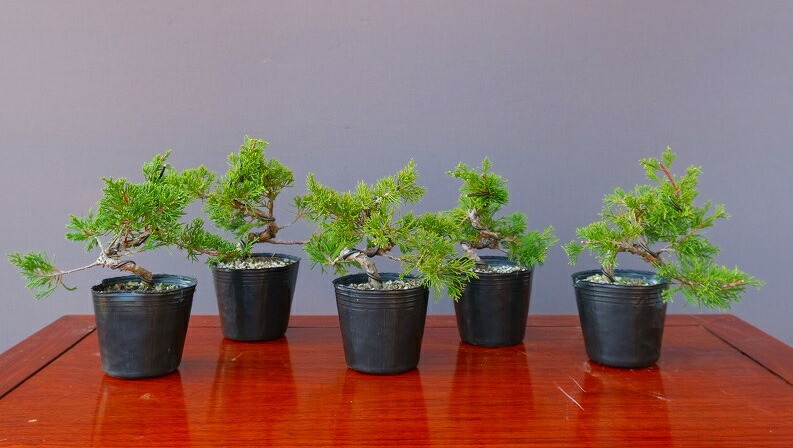 楽天市場】（株）一樹園 糸魚川真柏5本セット 小品盆栽／樹齢6年 : 一樹園