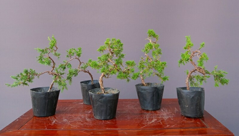 植木 盆栽 糸魚川真柏」の人気商品一覧 | 安い商品を通販サイトから