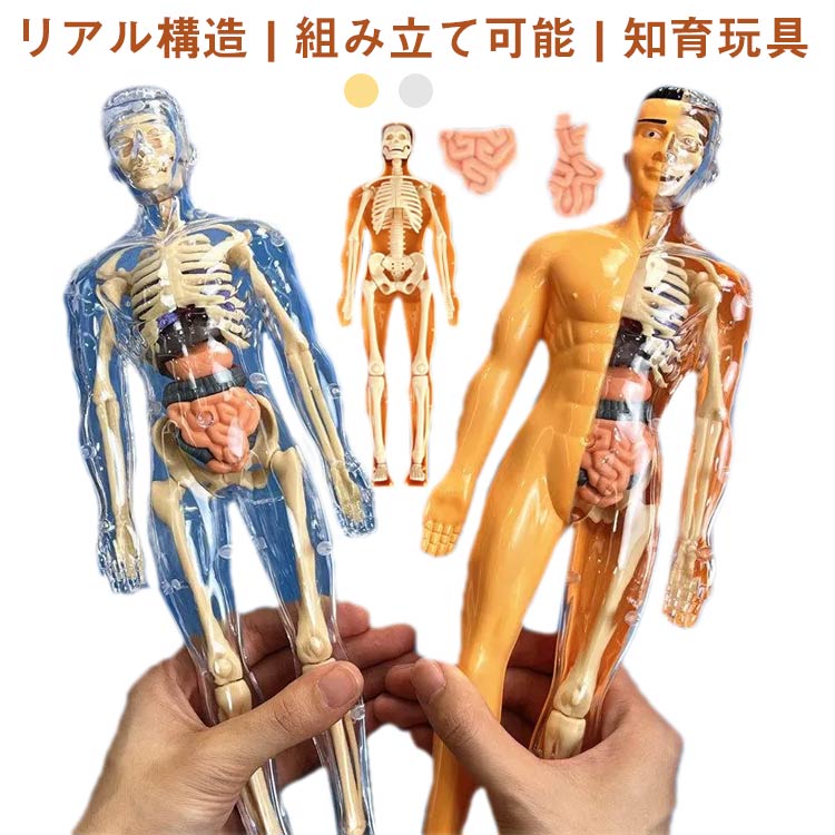 楽天市場】人体模型 人体模型 玩具 知育玩具 人体構造 内臓 骨格 解剖
