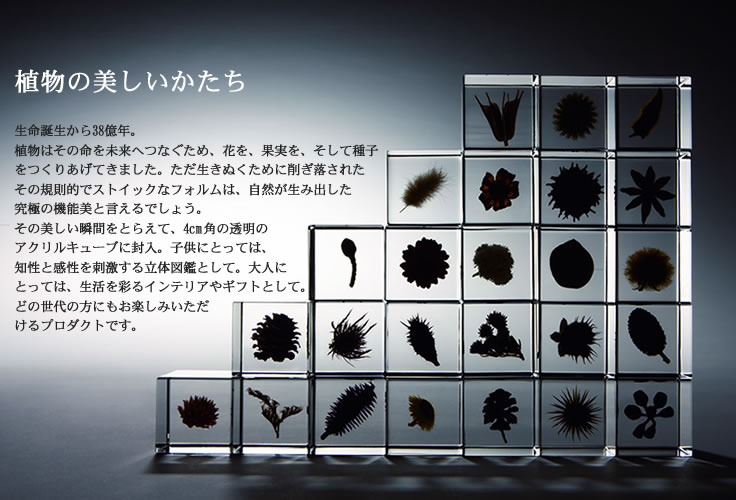 楽天市場】【送料無料】宙-sola- ソラ sola cube 標本箱木箱セット