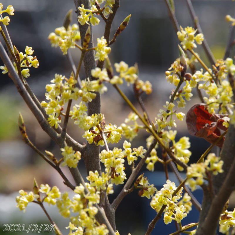 楽天市場】【現品・一点物No.0165-1】庭木 苗 シロモジ 根巻苗 10号