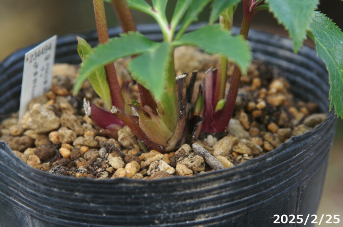 楽天市場】【現品No.7039】クリスマスローズ開花株 加藤農園 千重咲き