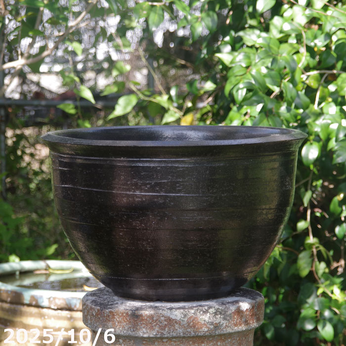 盆栽鉢 大型」の人気商品一覧 | 安い商品を通販サイトから探す - 価格.com