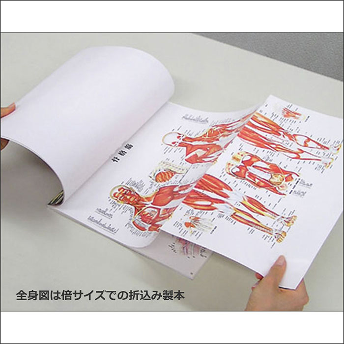 楽天市場】人体解剖学図譜集 解剖学図鑑 医学チャート OR002 基礎医学