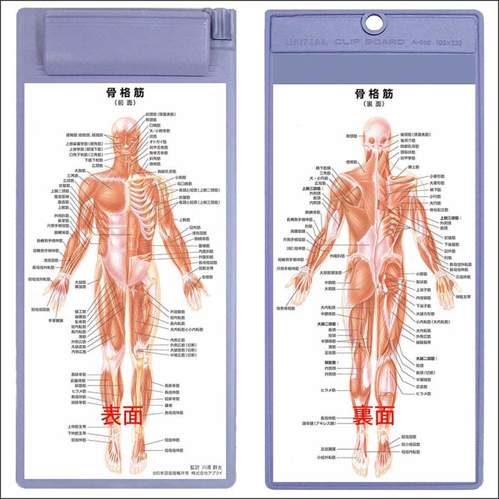 楽天市場】骨格筋 クリップボード OG021 医学チャート 人体解剖図 骨格
