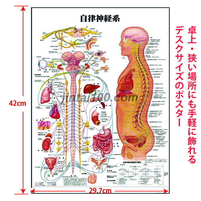 楽天市場】自律神経系 医学ポスター J8026 医学掛図 医学チャート人体