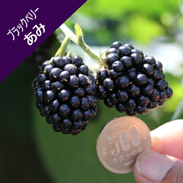 楽天市場】ブラックベリー 種の通販