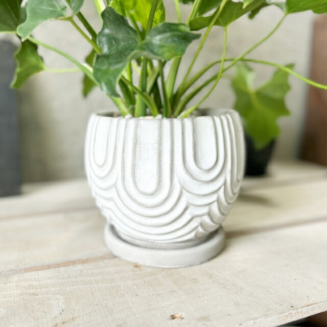 楽天市場】観葉植物【フィロデンドロン属】フィロデンドロン・セローム