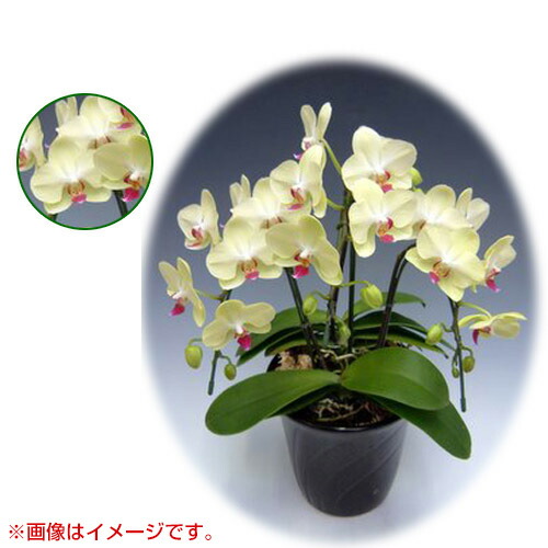 楽天市場】☆最大400円OFFクーポン☆2月7日まで☆胡蝶蘭 ミディ系 小