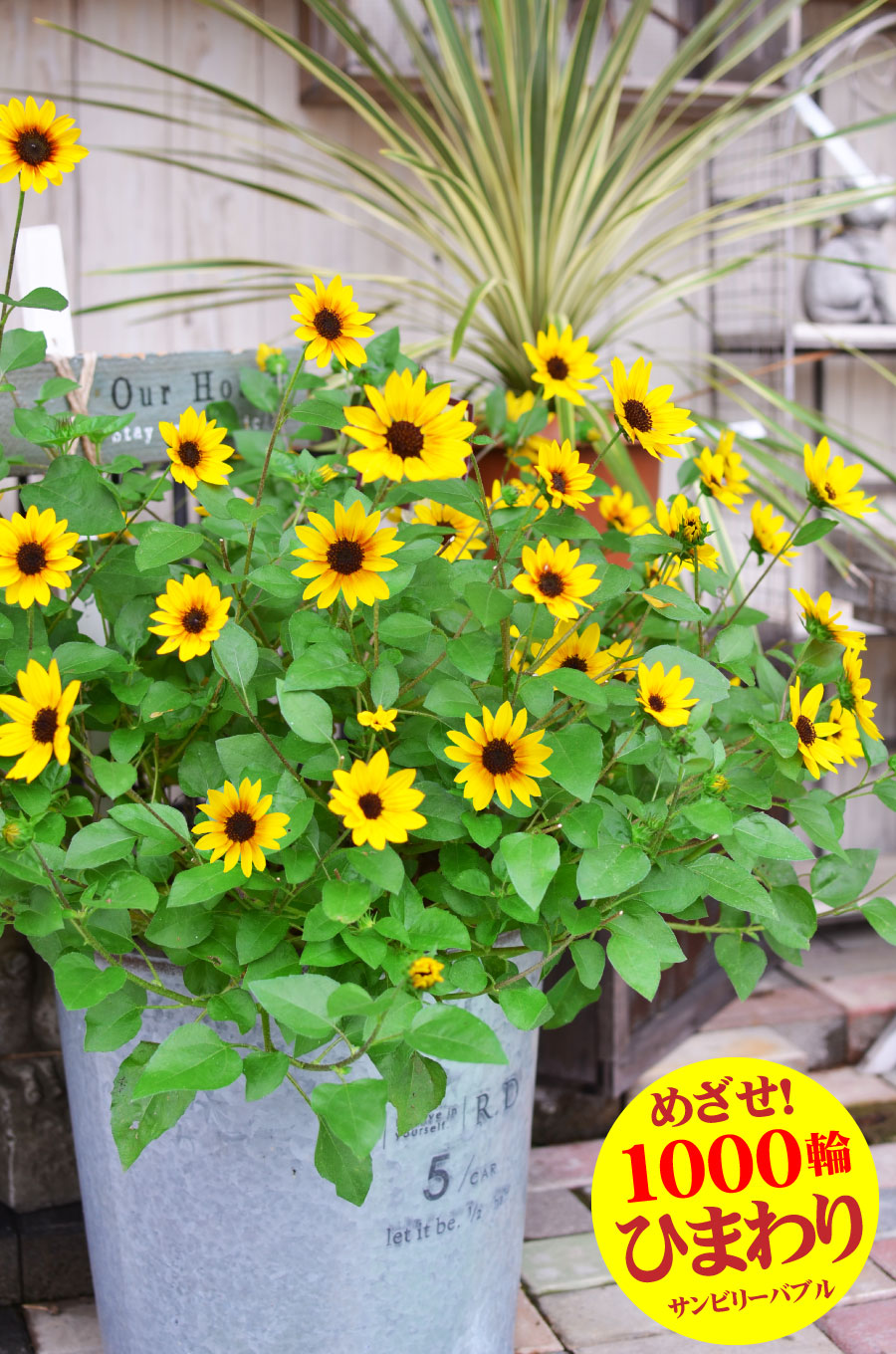 楽天市場】ご予約品 7月末以降順次発送 ひまわり 苗 鉢植え サンビリー