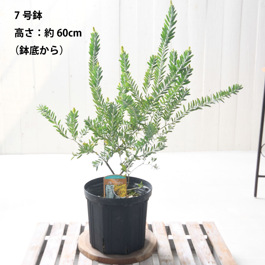 楽天市場】アカシア ブルーブッシュ 7号鉢 庭木 苗木 ミモザ シルバー