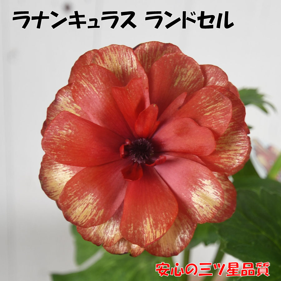 楽天市場】ラナンキュラス ランドセル 3.5号ポット苗 【2025年12月入荷