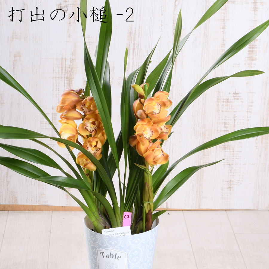 楽天市場】【セール品】 テーブル シンビジューム 4.5号 2本立ち