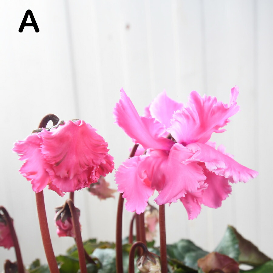 楽天市場】【訳アリ売り尽くし品！】選べる現品 シクラメン フローエル