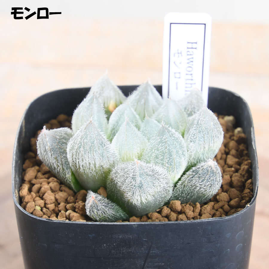 202502haworthia8.jpg