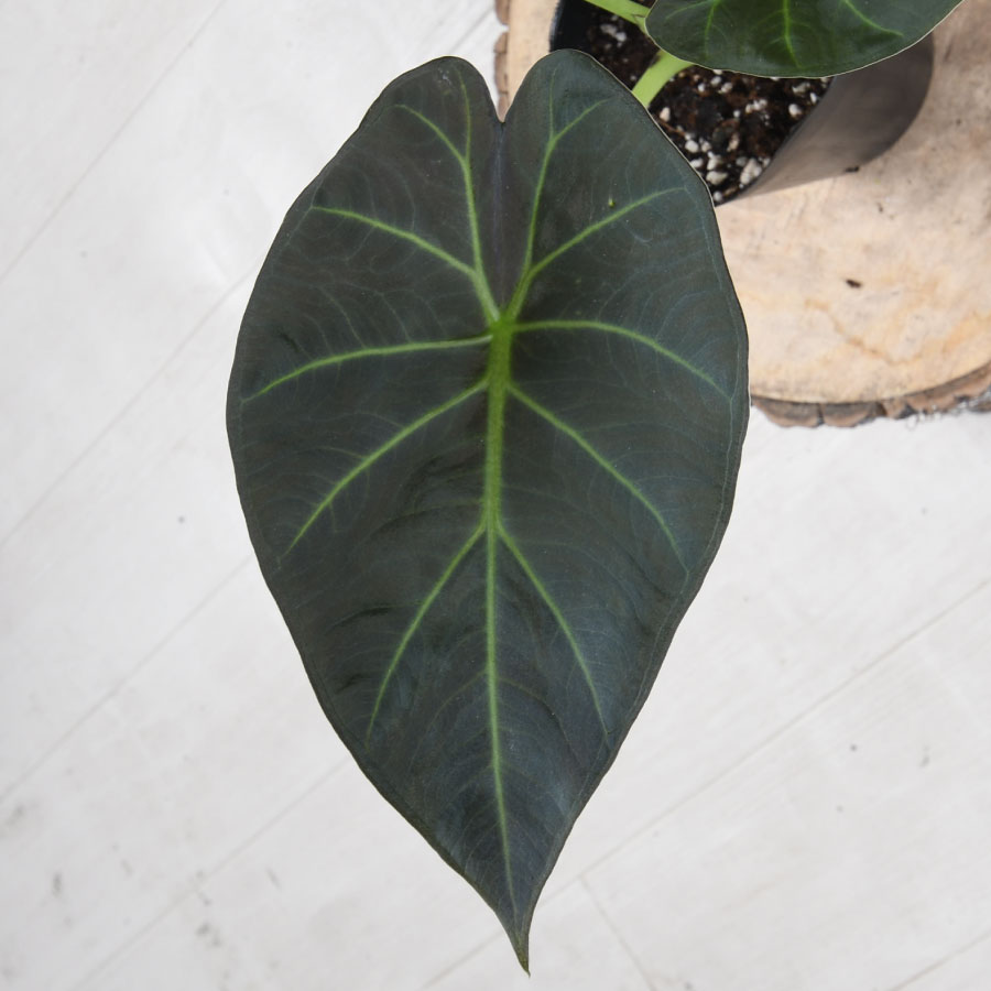 楽天市場】アロカシア リーガルシールド 観葉植物 珍しい品種 希少 3号