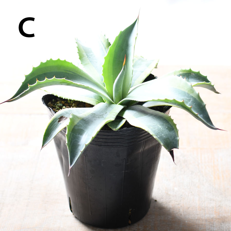 楽天市場】アガベ オバティフォリア オルカ 4号 【選べる現品】 斑入り