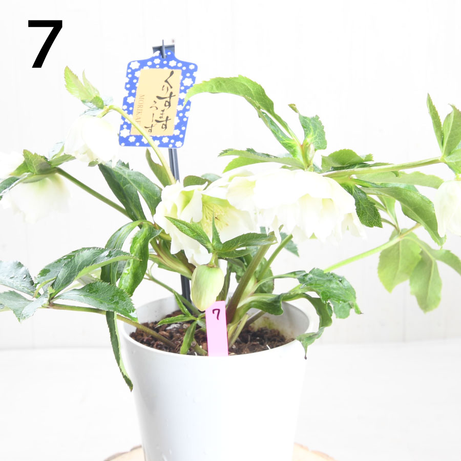 楽天市場】クリスマスローズ 【森花園さん】【現品販売】 ダブルエレン