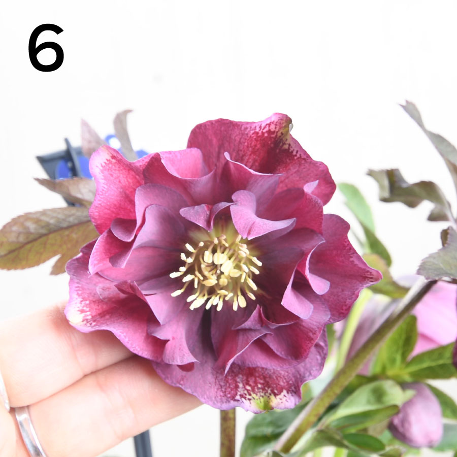 楽天市場】クリスマスローズ 【森花園さん】【現品販売】 ダブルエレン