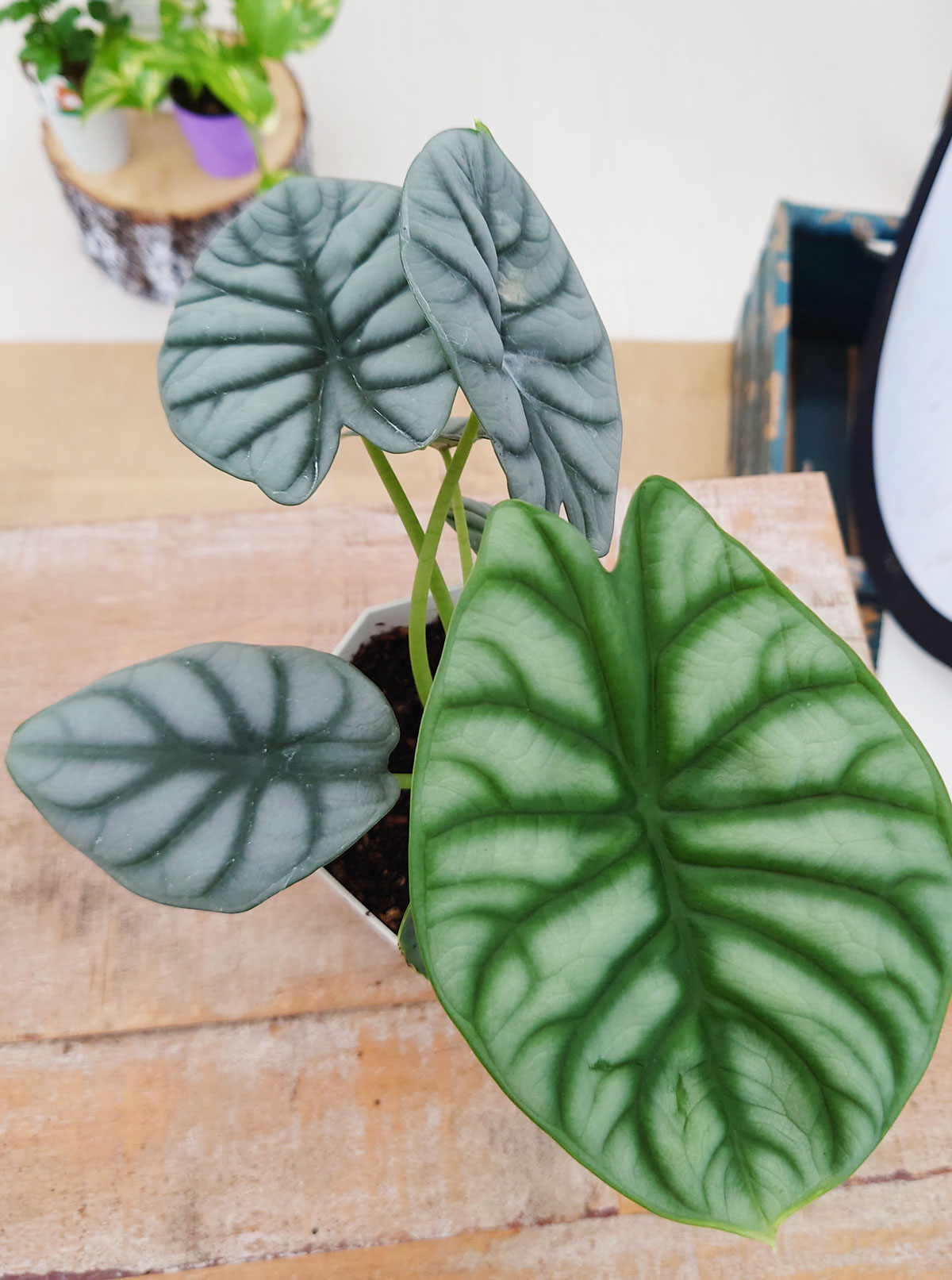 楽天市場】アロカシア シルバードラゴン バギンダ 観葉植物 希少品種