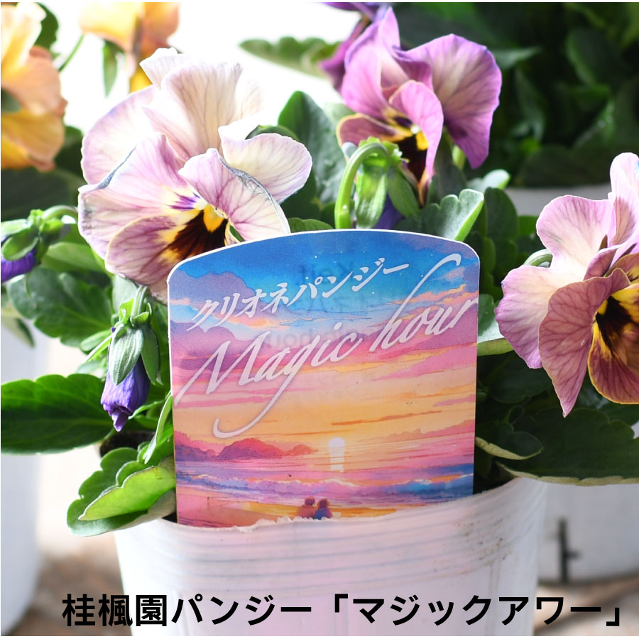 楽天市場】【セール品！】 桂楓園さん パンジー マジックアワー 【花色
