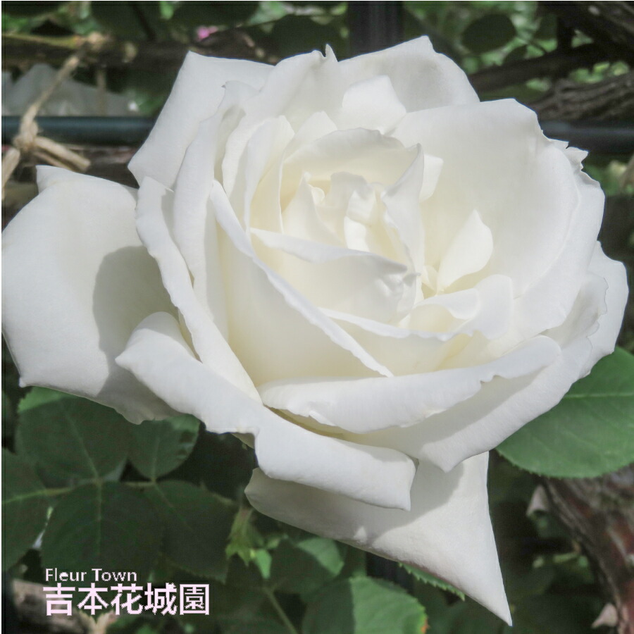 楽天市場】バラ苗 フラウカールドルシュキ つるバラ クライミング