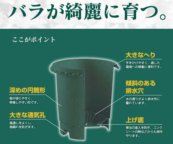 楽天市場】バラ専用 10号鉢 バラ鉢に植え替えてお届け リッチェル