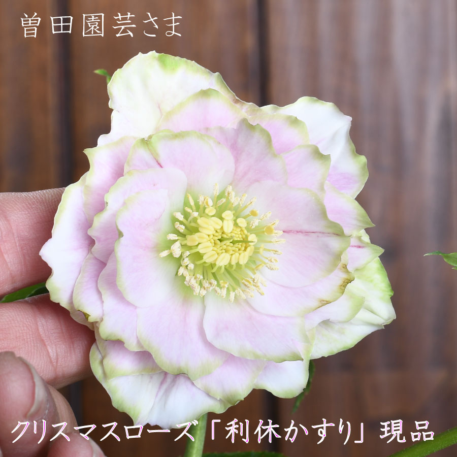 楽天市場 | Fleur Town 吉本花城園 - 曽田園芸さんの希少クリスマス