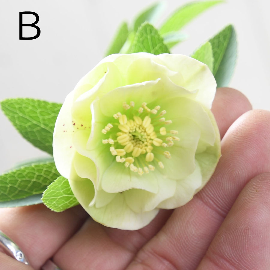 楽天市場】フレグランス クリスマスローズ 芳香性 【現品販売】 曽田