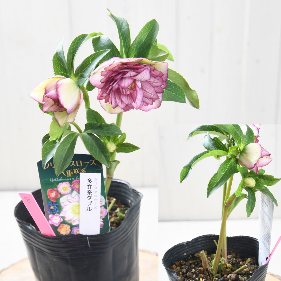 楽天市場】クリスマスローズ 多弁系ダブル 【現品販売】 選べる現品