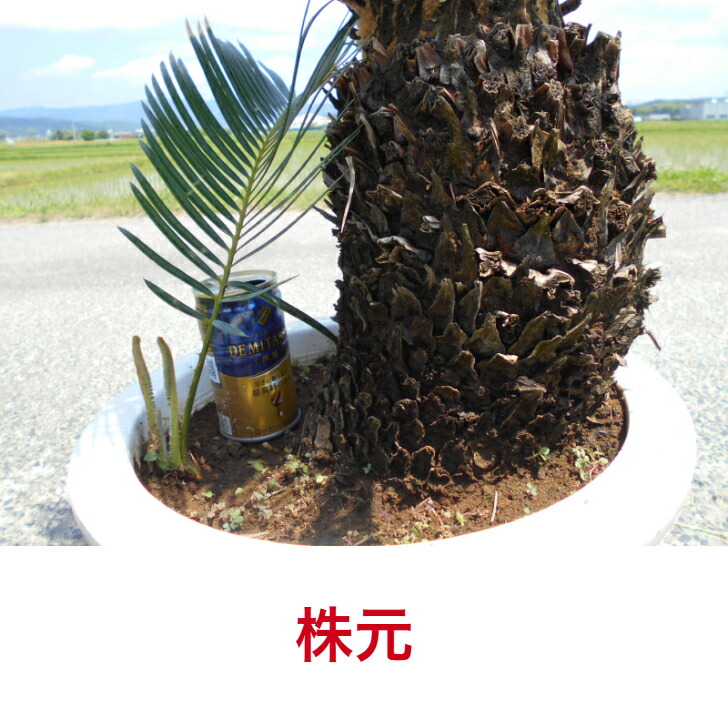 楽天市場】【一点物】 ソテツ 蘇鉄 株立ち極太い株 樹形きれい 子株