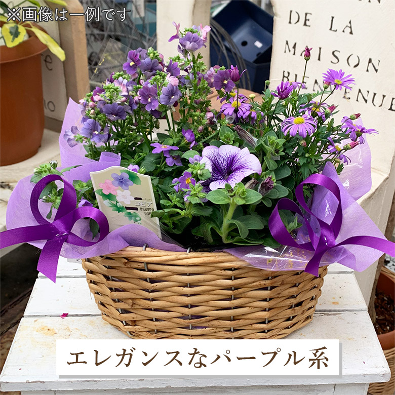 楽天市場】【栄養剤プレゼント】ギフト 専門店の 寄せカゴ ギフト 花苗