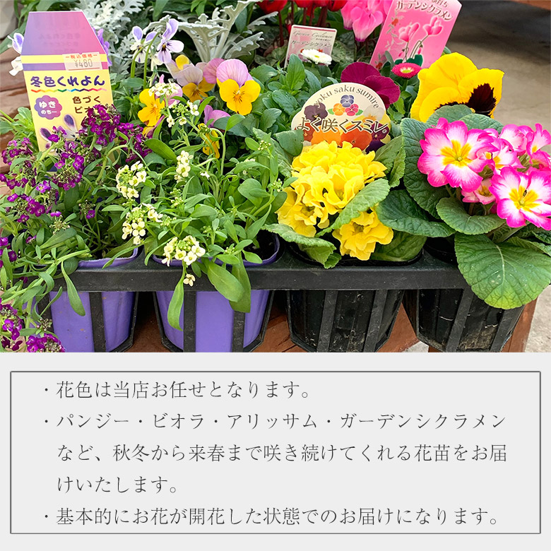 楽天市場】【10%OFF】 寄せ植えや花壇作りにおすすめ 花苗20ポット
