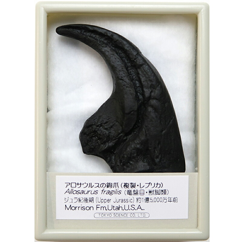 楽天市場】アロサウルスの鉤爪 化石レプリカ 複製 : キッズマーケット