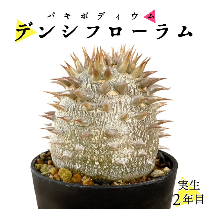 楽天市場】パキポディウム デンシフローラム 実生2年目 2.5号鉢 塊根