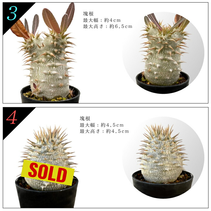 楽天市場】パキポディウム デンシフローラム 実生2年目 2.5号鉢 塊根