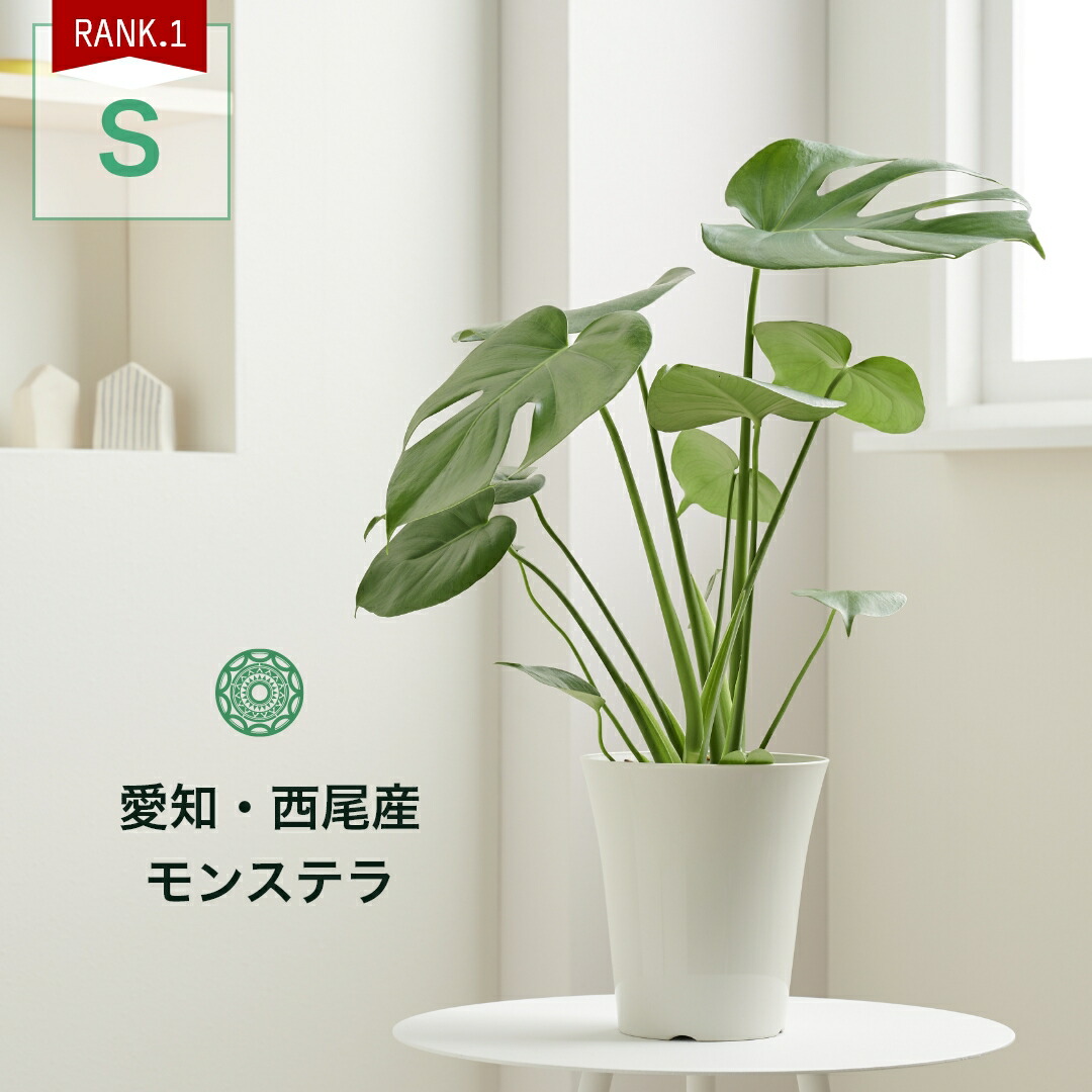 楽天市場】観葉植物 インテリア 名人のモンステラ デリシオサ Sサイズ