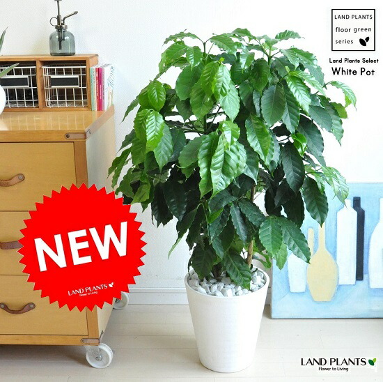 楽天市場】new!! コーヒーの木 白セラアート鉢に植えたコーヒーノキ