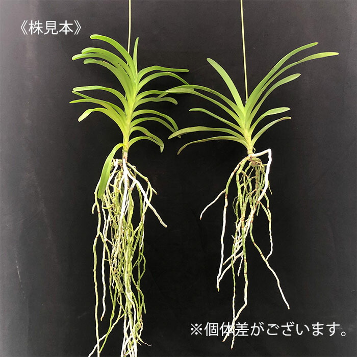 楽天市場】洋ラン バンダ サンチャイゴールドスポット 幼苗 吊り 洋蘭