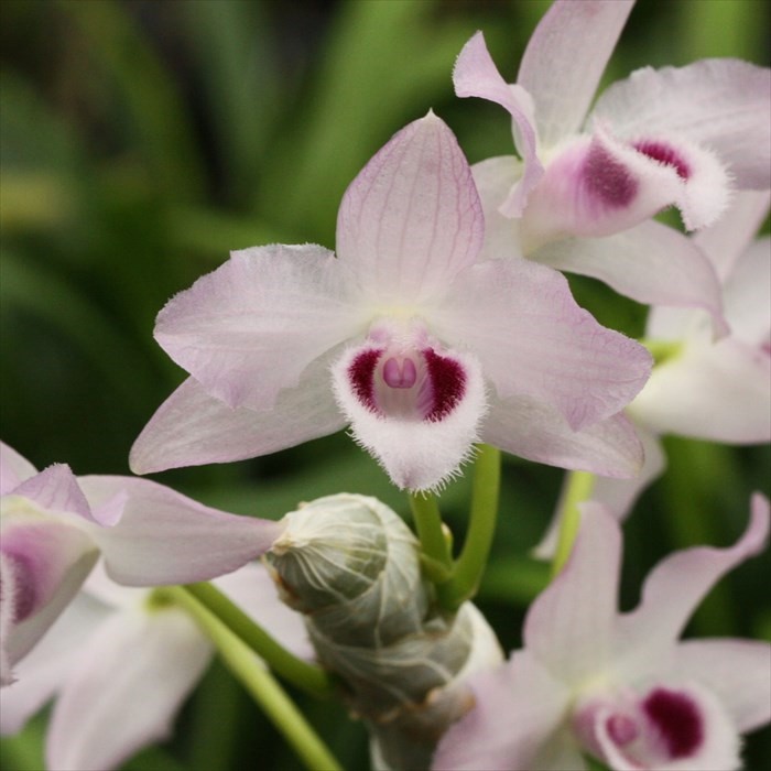 楽天市場】洋ラン【開花見込株】デンドロビウム パリシー セミアルバ