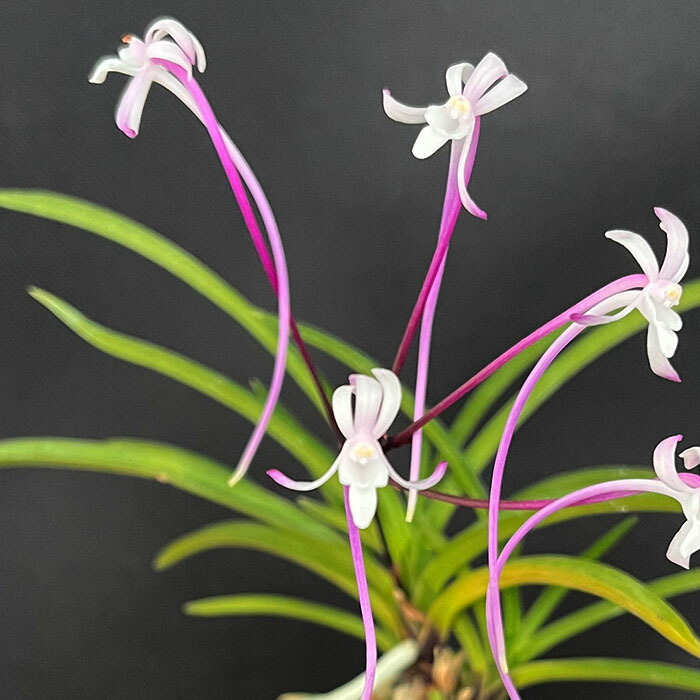 楽天市場】富貴蘭 紅嚇殿 2.5号鉢 フウキラン 風蘭 古典植物 山野草