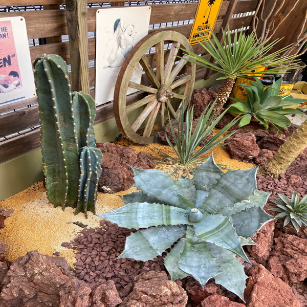 楽天市場】5頭立ち サボテン 柱サボテン 鬼面角 サボテン 多肉植物 尺