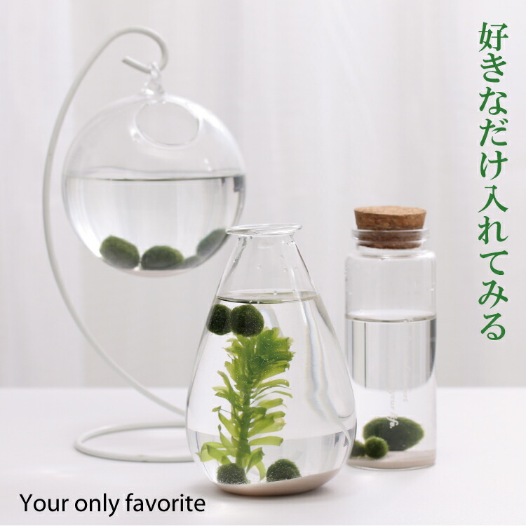 楽天市場】まりも L TYPE 1個☆まりも マリモ 毬藻 水草 アクアリウム