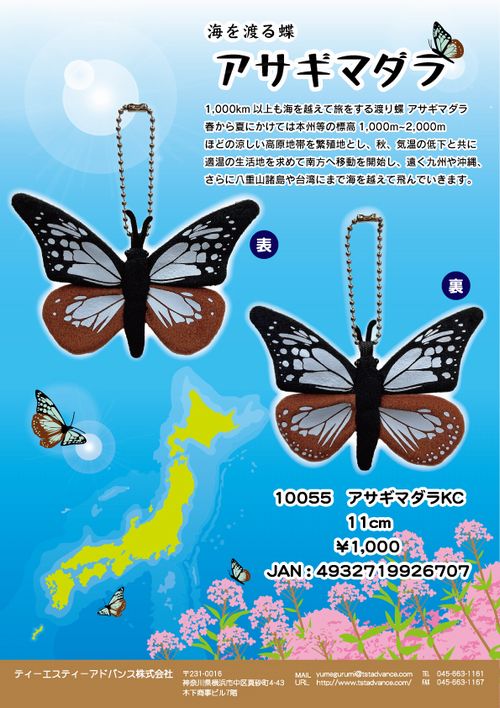 楽天市場】海を渡る蝶 アサギマダラ キーホルダー サイズ:11cm